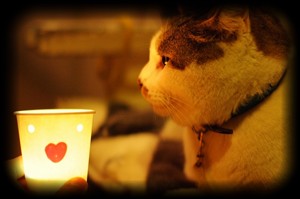 �R�g���L�����h��