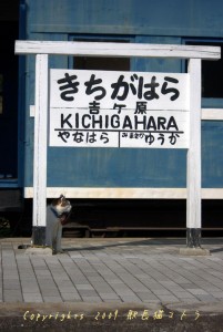 吉ヶ原駅の駅長猫 吉ヶ原駅の駅長猫