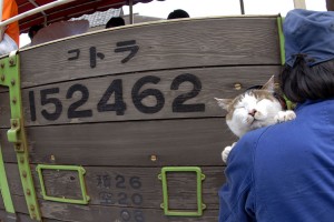 コトラがコトラに乗りました