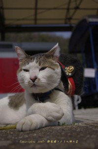 タラコト秘境号